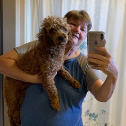 Rusty - Poodle