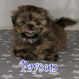 Payson - Brindle male Shih Tzu puppy in Surprise, Arizona from Arizona Shih Tzu
