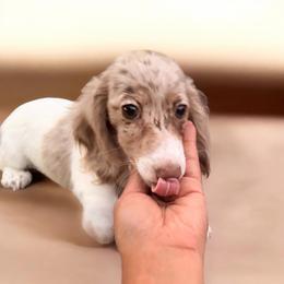 Minni runt akc - Dapple female Dachshund puppy in Magnolia, Texas from Carrie’s Countryside Dachshunds