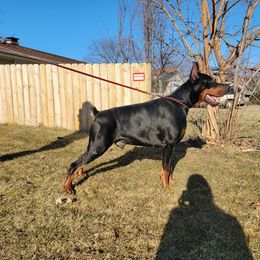 Neo - Doberman Pinscher
