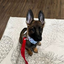 German Shepherd Puppies from Czech Haven GSD Kennel