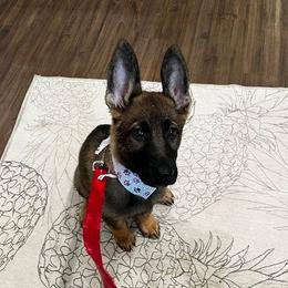 German Shepherd Puppies from Czech Haven GSD Kennel