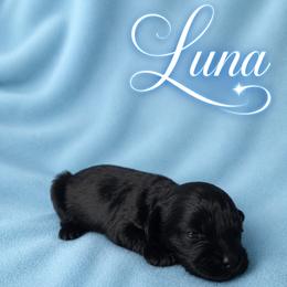 Luna - Black female Cockapoo puppy in Mayville, Michigan from Kathy Maize