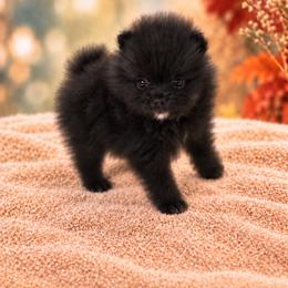 TO BE UPDATED SOON - Black female Pomeranian puppy in Mobile, Alabama from Cynthia's Poms