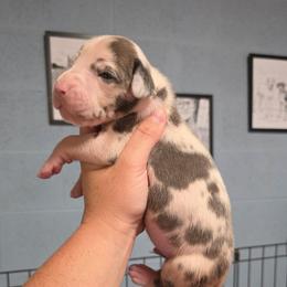 Little bitty Sparky - Harlequin male Great Dane puppy in Port Clinton, Ohio from LakeSide Danes