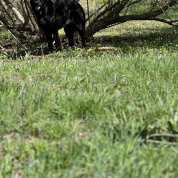 German Shepherd All Grown Up from Vom Lillibruke Strass German Shepherds