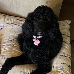 Poodles from Stoney Ridge Standard Poodles