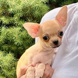 Benny - Fawn male Chihuahua puppy in Allentown, Pennsylvania from Tsunami Cockers & Chihuahuas