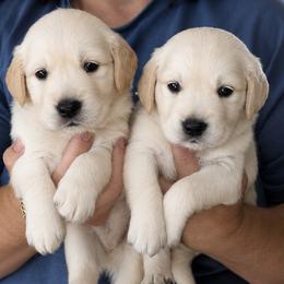 Kona Boy 1 - Golden male Golden Retriever puppy in Fort Morgan, Colorado from Golden Girls Kennels, LLC