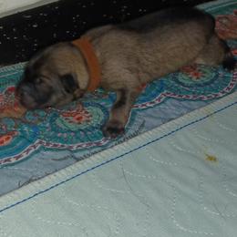 Brown Collar - Fawn female Eurasier puppy in Lakewood, Ohio from Exquisite Eurasier