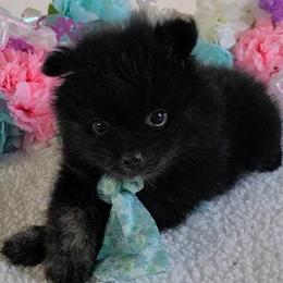 Pomeranian Puppies from Mckee's Pomeranians