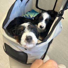 Bernedoodle Puppies from Palmetto Bernedoodles Boutique