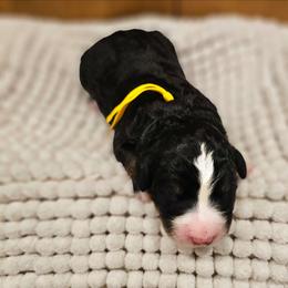 Yellow - Tri-color female Bernedoodle puppy in Shelby, North Carolina from Forever Grateful Doodles