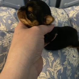 Second tiny girl - Black and tan female Yorkshire Terrier puppy in Yukon, Oklahoma from Tiffs Yorkie babies