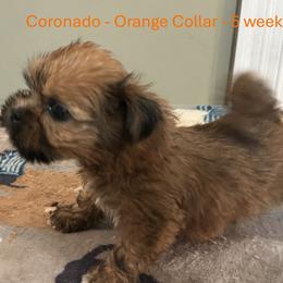 Coronado - Orange Male - Golden male Lhasa Apso puppy in Greensboro, North Carolina from Koenigplatz Kennel