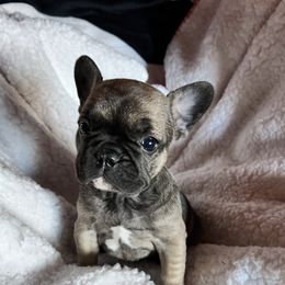 French Bulldogs from It’s a Frenchie Thing