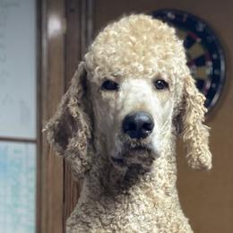 Chief - Poodle