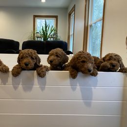 Poodle puppies from Shamrock’s Poodles