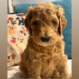 Messi- Boy 3 (black collar) - Red  male Goldendoodle puppy in Auburn, Indiana from Cooper’s Doodles
