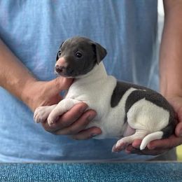 Boy 2 - Blue male Italian Greyhound puppy in Sugar Valley, Georgia from Pinnacle Farm and Kennel