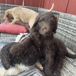 Labradoodle Puppies from CC Labradoodles