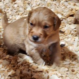 Girl Number 3 - Golden female Golden Retriever puppy in Ada, Oklahoma from OK GunDogs