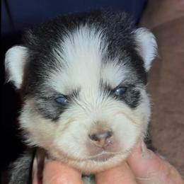 Alaska - Black and white male Pomsky puppy in Spring Hill, Florida from PDQ Pomskies