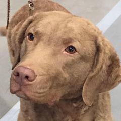 Chesapeake Bay Retrievers from Mountainside Chesapeakes
