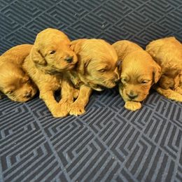 Cockapoo puppies from Cockapoo Companions