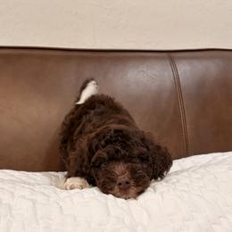 Fig - Brown male Bernedoodle puppy in Queen Creek, Arizona from Dulcito Doodles