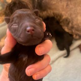 Liver boy - Liver male Miniature Schnauzer puppy in Malvern, Arkansas from Deep South Miniature Schnauzers
