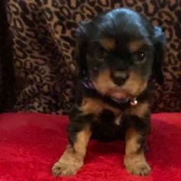 Cavalier King Charles Spaniels from Heinz Kennel