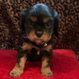 Cavalier King Charles Spaniels from Heinz Kennel