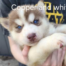 Copper and White Boy 3 - Brown and white male Siberian Husky puppy in Jonesboro, Arkansas from L & A Animal House Siberian Huskies