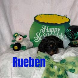 Rueben - Black and cream male Dachshund puppy in Monitor, Washington from Shannon Dolly’s Dachshunds