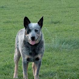 Buddy - Australian Cattle Dog
