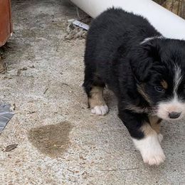 Miniature American Shepherds from Asturias Miniature American Shepherds