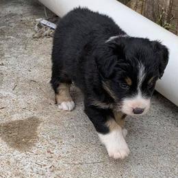 Miniature American Shepherds from Asturias Miniature American Shepherds