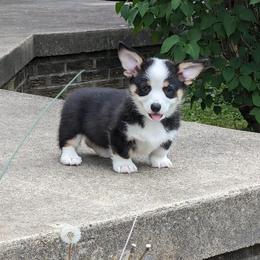 Pembroke Welsh Corgi Puppies from Bentley Corgis LLC