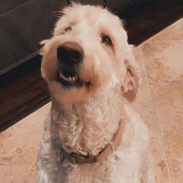 Cockapoos, Goldendoodles, and Poodles from Texas Teddy Doodles