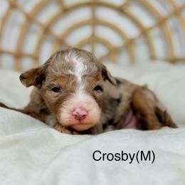 Crosby - male Australian Mountain Doodle puppy in Sterling, Colorado from North 40 Doodles
