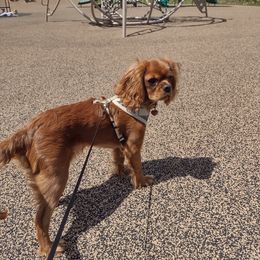Cavalier King Charles Spaniel Puppies from StoryBook Cavaliers