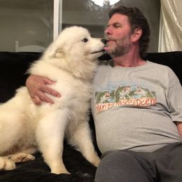 Samoyed Puppies from Bluegrass Samoyeds