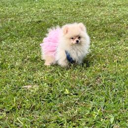 Wanda - Beaver female Pomeranian puppy in Naples, Florida from 🤎 Dreaming Puppies 🐶