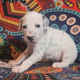 Dalmatian Puppies from Samba Flavors