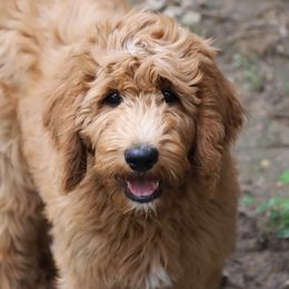 Goldendoodle Puppies from Knapp's Paw Prints