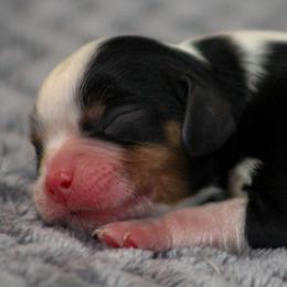 Attina - Tri-color female Cavalier King Charles Spaniel puppy in Granite Falls, North Carolina from Country Life Cavaliers