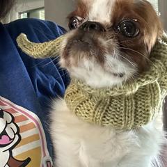 Freda - English Toy Spaniel