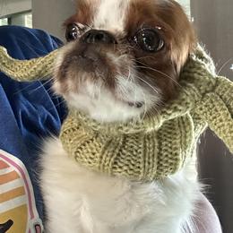 Freda - English Toy Spaniel