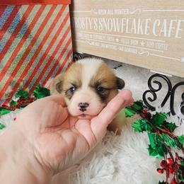 Marshmallow- Docked tail - Red female Pembroke Welsh Corgi puppy in Deming, New Mexico from Dragon Ridge Corgis